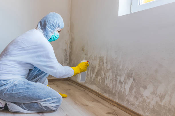 Licensed Mold Testing service in Burlington, CO - WQB Mold Removal